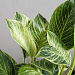 Philodendron Birkin