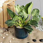 Philodendron Birkin