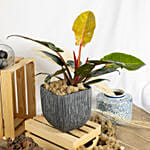 Philodendron Erubescens