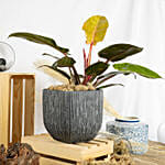 Philodendron Erubescens