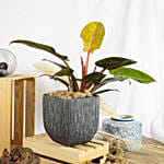 Philodendron Erubescens