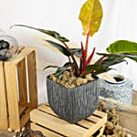 Philodendron Erubescens
