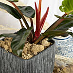 Philodendron Erubescens