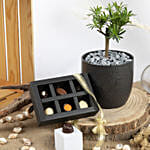 Pine Bonsai and Chocolates Combo