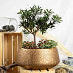 Pine Bonsai Dish Garden