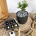 Pine Bonsai with Chocolates