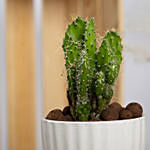 Preakly Pear Cactus Plant