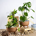 Radiant Duo of Air purifying Plants