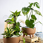 Radiant Duo of Air purifying Plants