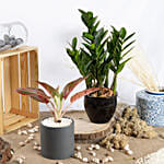 Red Aglaonema and ZZ Plant