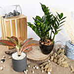 Red Aglaonema and ZZ Plant