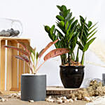 Red Aglaonema and ZZ Plant