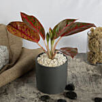 Red Aglaonema Plant in Pot