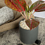 Red Aglaonema Plant in Pot