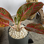 Red Aglaonema Plant in Pot