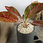 Red Aglaonema Plant in Pot