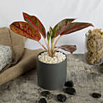 Red Aglaonema Plant in Pot