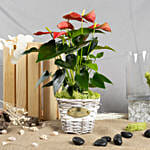 Red Anthurium in Decorative Basket