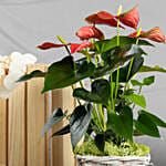 Red Anthurium in Decorative Basket