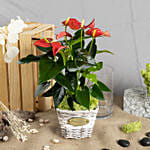 Red Anthurium in Decorative Basket