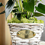 Red Anthurium in Decorative Basket