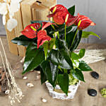 Red Anthurium in Decorative Basket