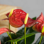 Red Anthurium in Decorative Basket