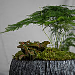 Red Fittoniaand Asparagus Fern Plants