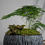 Red Fittoniaand Asparagus Fern Plants