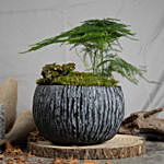 Red Fittoniaand Asparagus Fern Plants