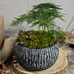 Red Fittoniaand Asparagus Fern Plants