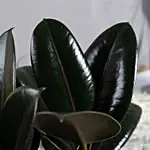 Rubber Plant