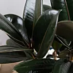 Rubber Plant