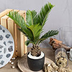 Sago Palm Plant in Black Pot