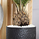 Sago Palm Plant in Black Pot