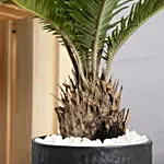 Sago Palm Plant in Black Pot