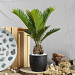 Sago Palm Plant in Black Pot