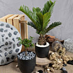 Sago Plam and Buddhist Bonsai Plant Duo