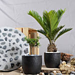 Sago Plam and Buddhist Bonsai Plant Duo