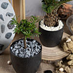 Sago Plam and Buddhist Bonsai Plant Duo