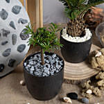 Sago Plam and Buddhist Bonsai Plants