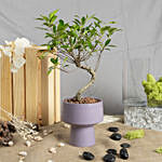 Set Bonsai and Calathia Plant