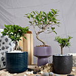 Set fo 3 Bonsai Plants