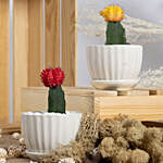 Set of 2 Colorful Cactus