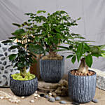 Set of 3 Attractive Bonsai Plants