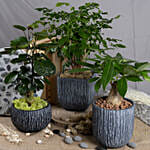 Set of 3 Attractive Bonsai Plants