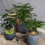 Set of 3 Attractive Bonsai Plants