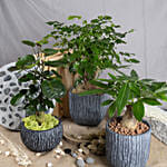 Set of 3 Attractive Bonsai Plants