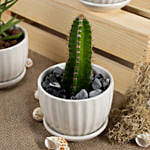 Set of 3 Small Cactuses