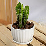 Set of 3 Small Cactuses